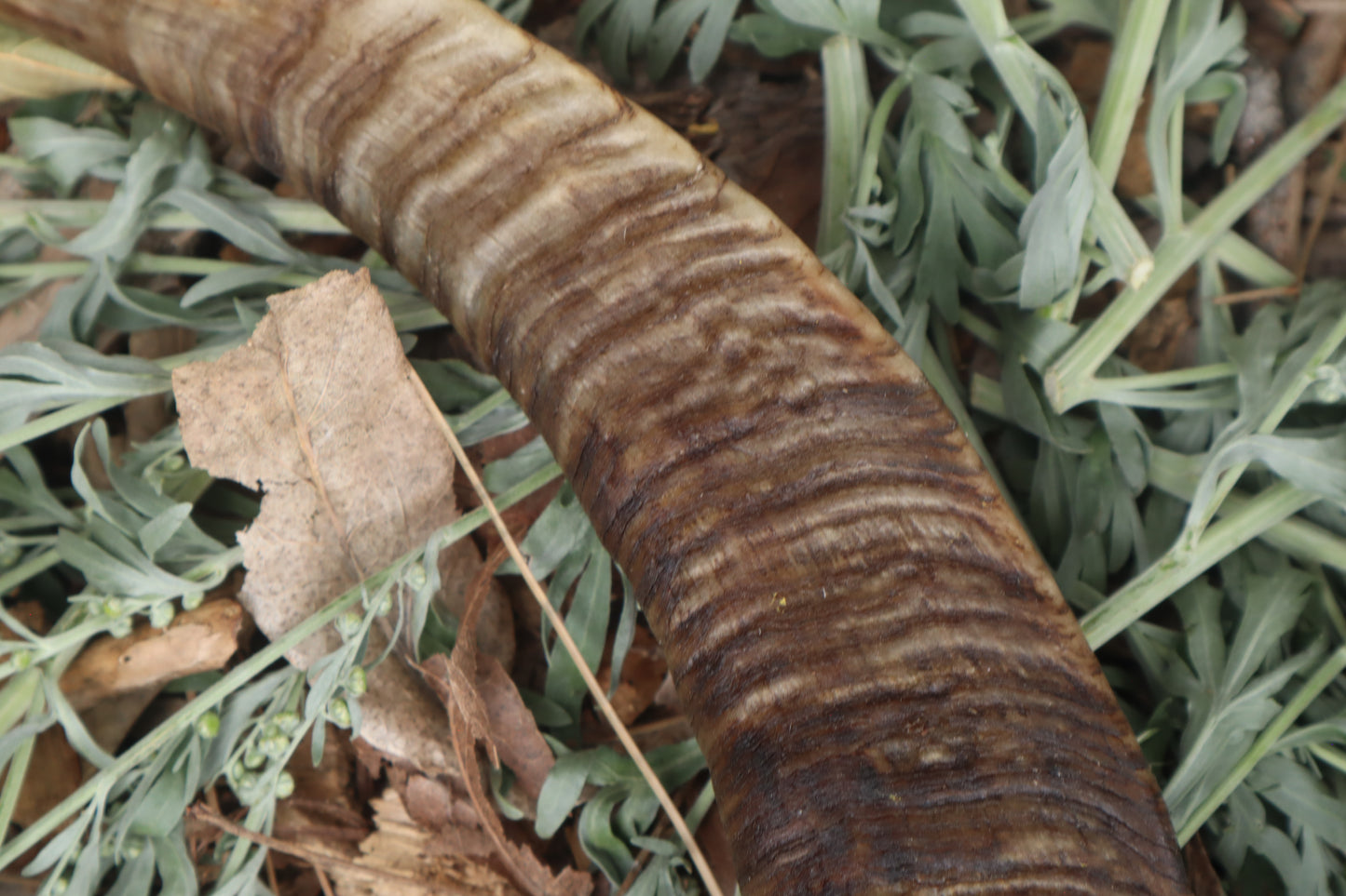 Goat Horns - Pair