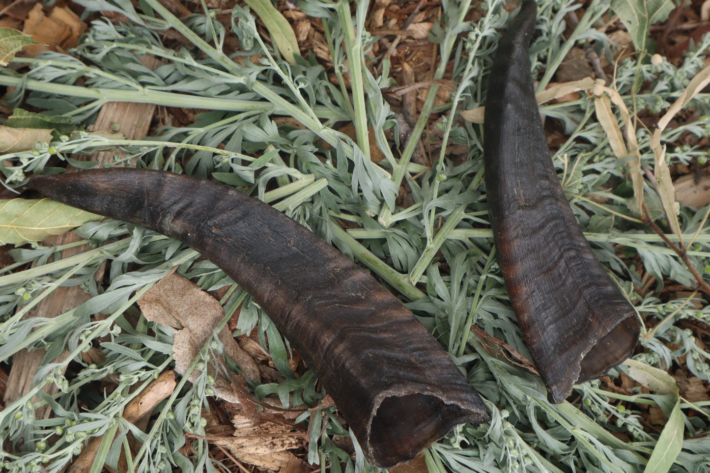Goat Horns - Pair