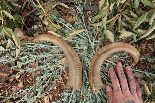 Goat Horns - Pair