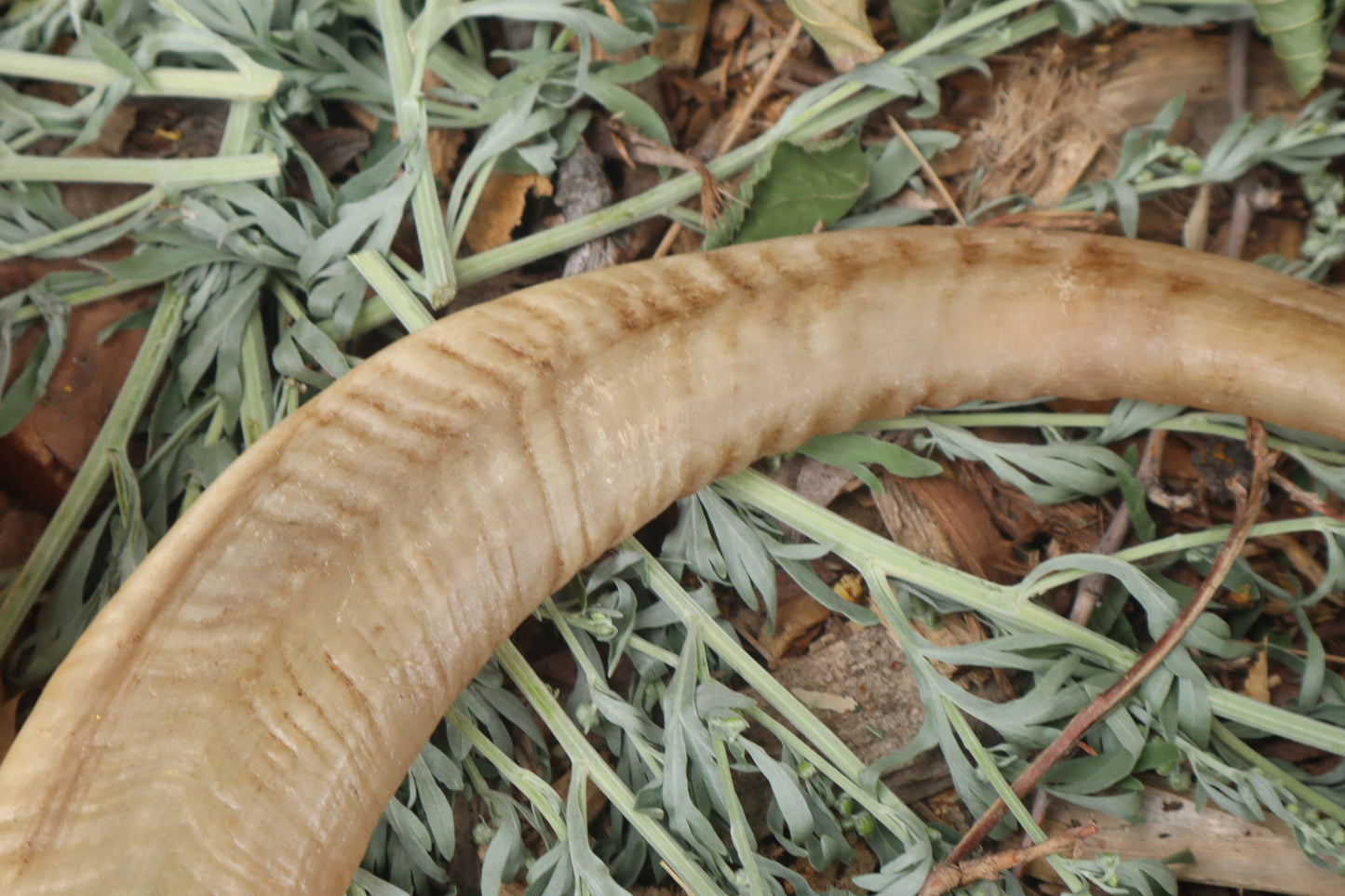 Goat Horns - Pair