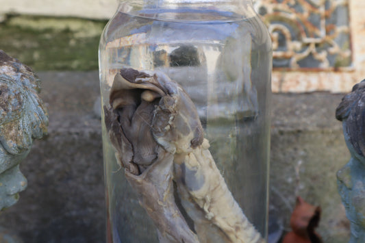 Wolf Trachea Wet Specimen