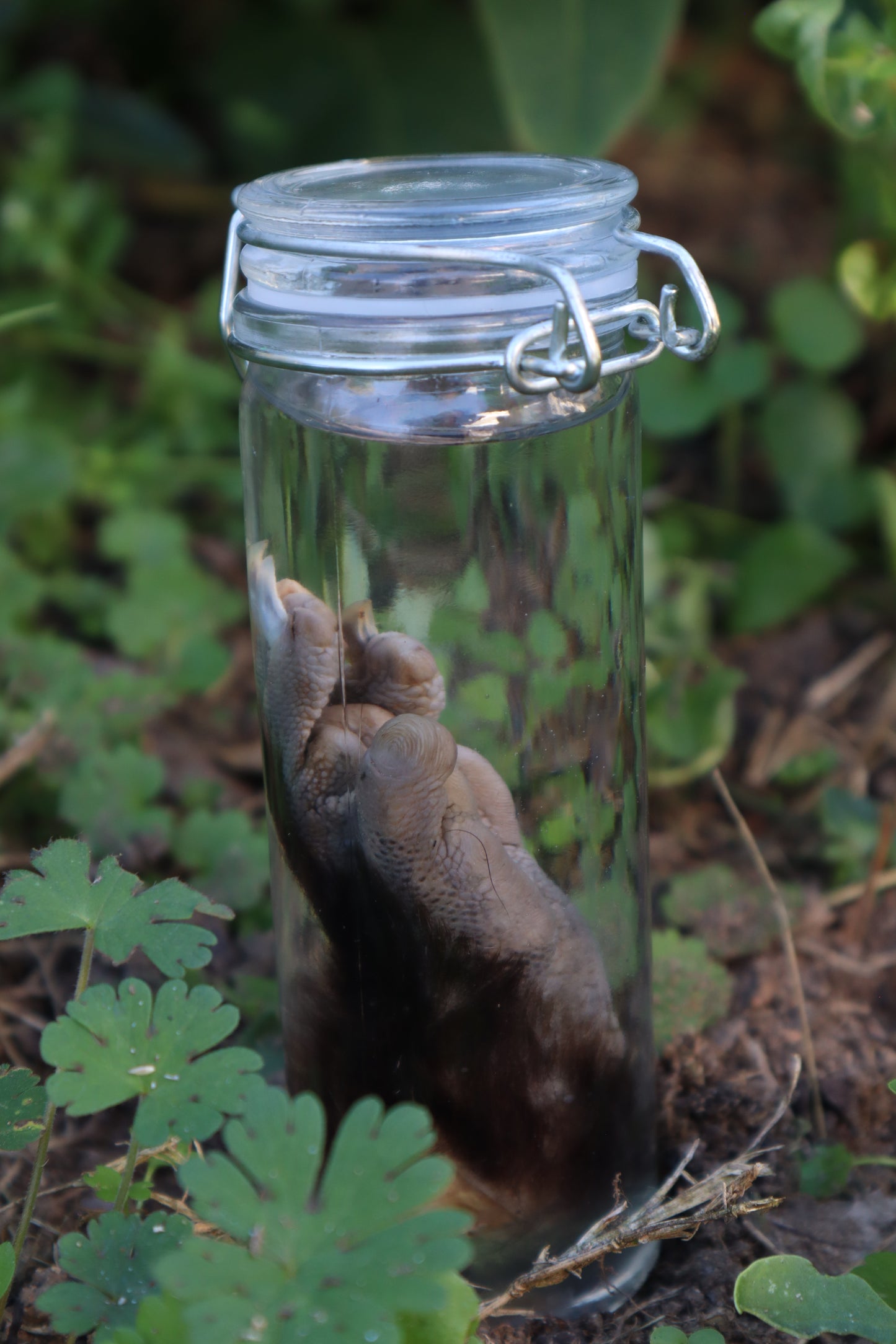 Opossum Paw Wet Specimen