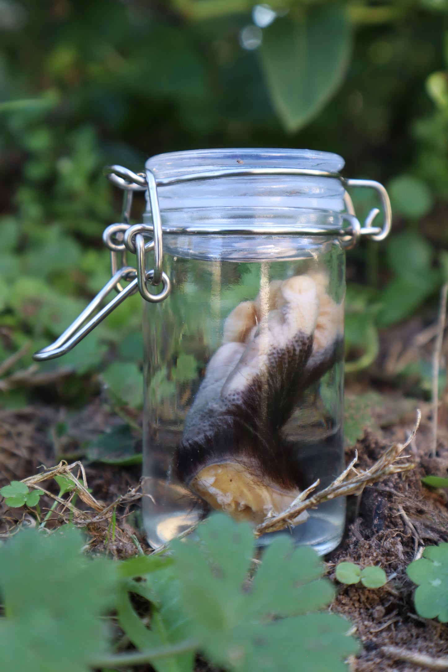 Opossum Paw Wet Specimen