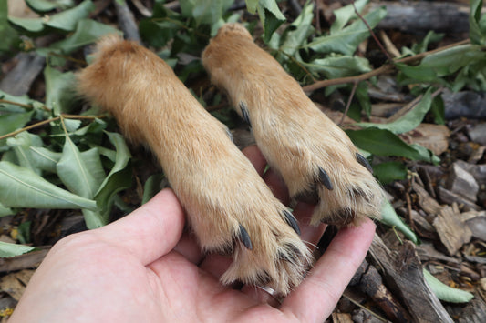 Coyote Paws - Natural Pair