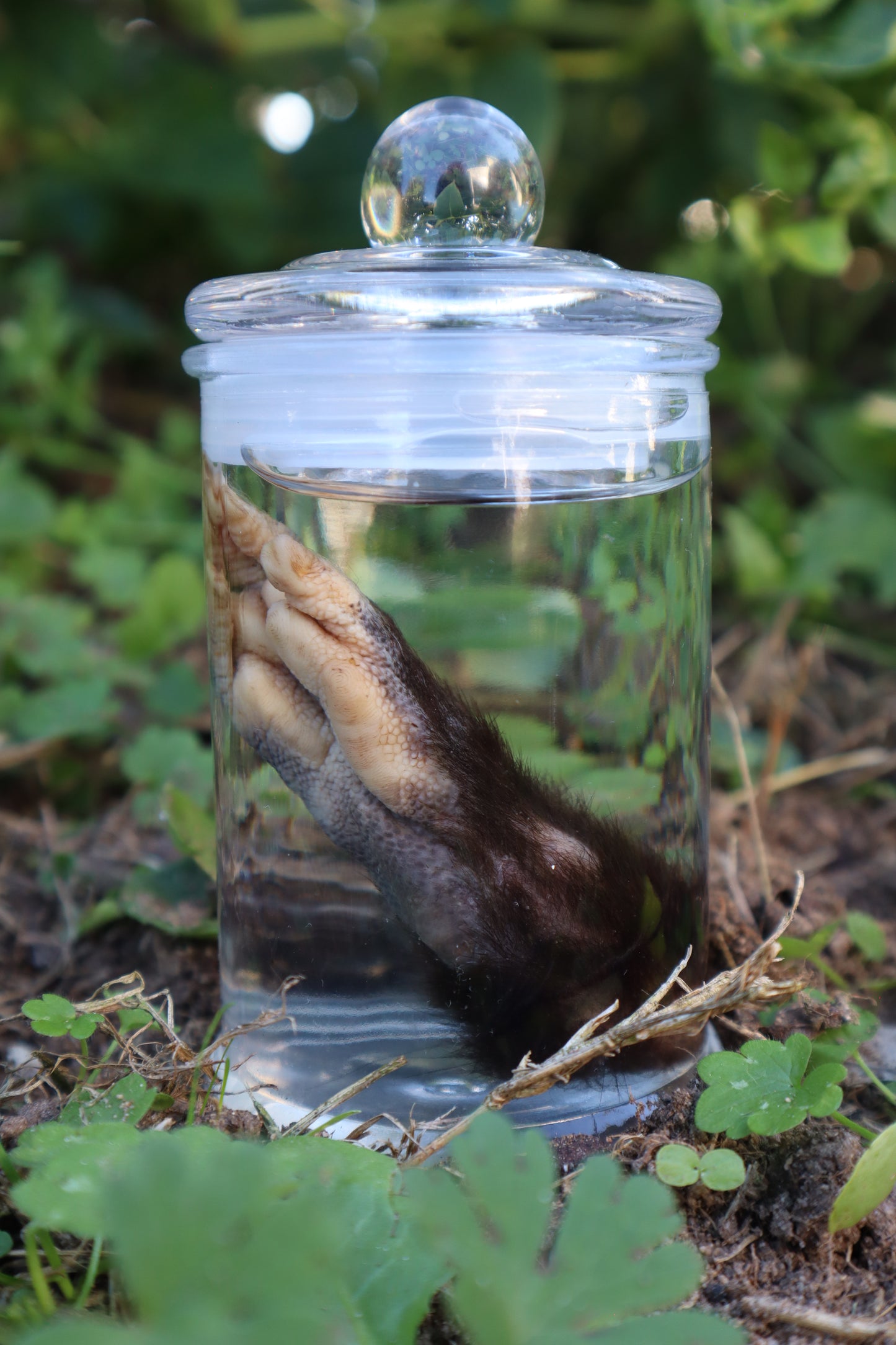 Opossum Paw Wet Specimen