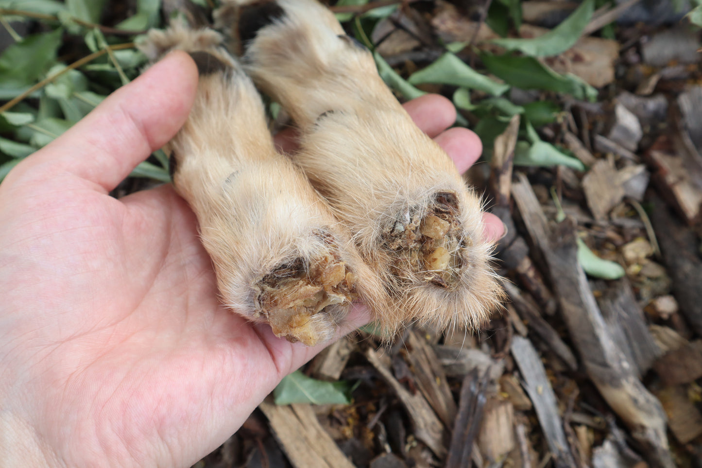 Coyote Paws - Natural Pair