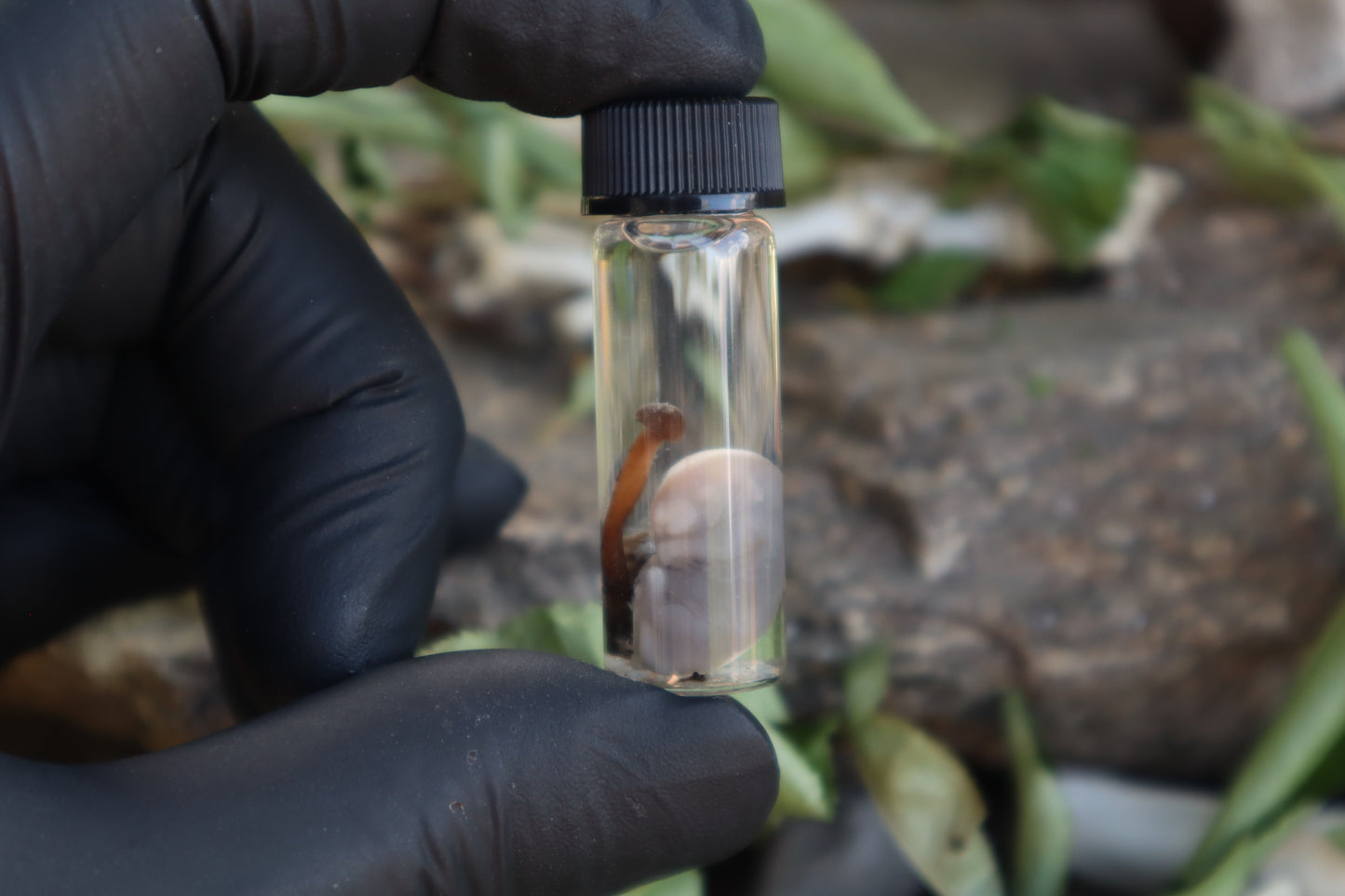 Fetal Mouse with Fairy Ring Mushroom Wet Specimen