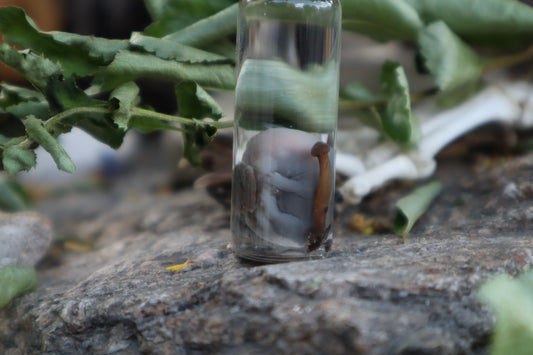Fetal Mouse with Fairy Ring Mushroom Wet Specimen