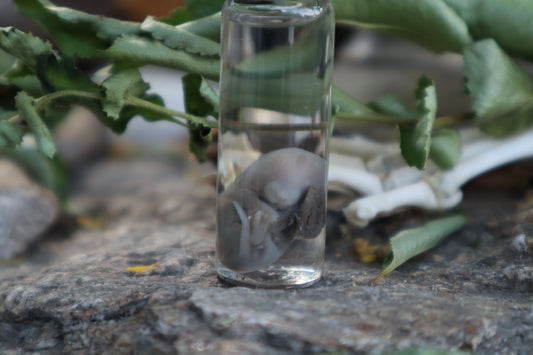 Fetal Mouse Wet Specimen