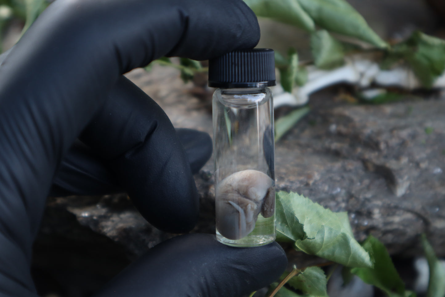 Fetal Mouse Wet Specimen