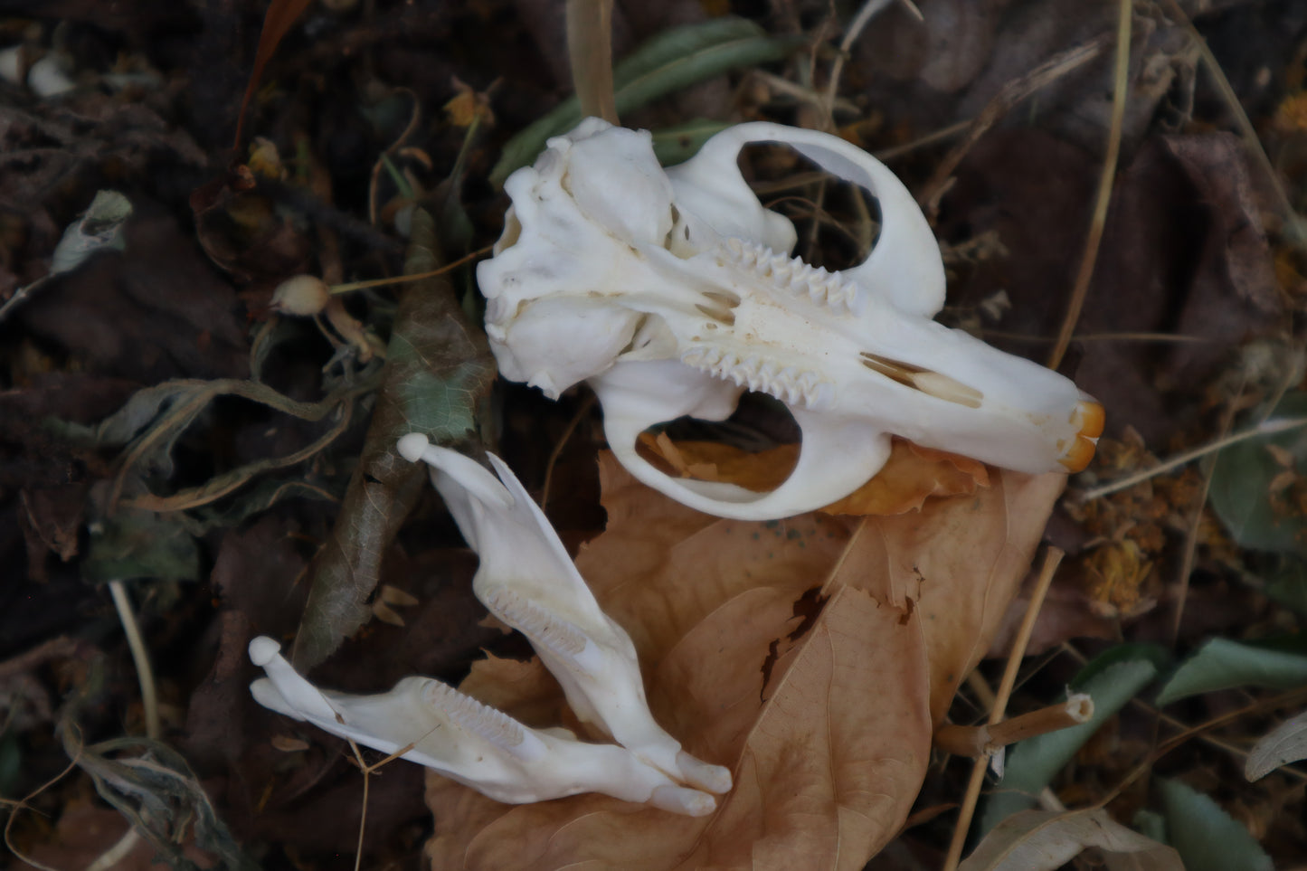 Muskrat Skull