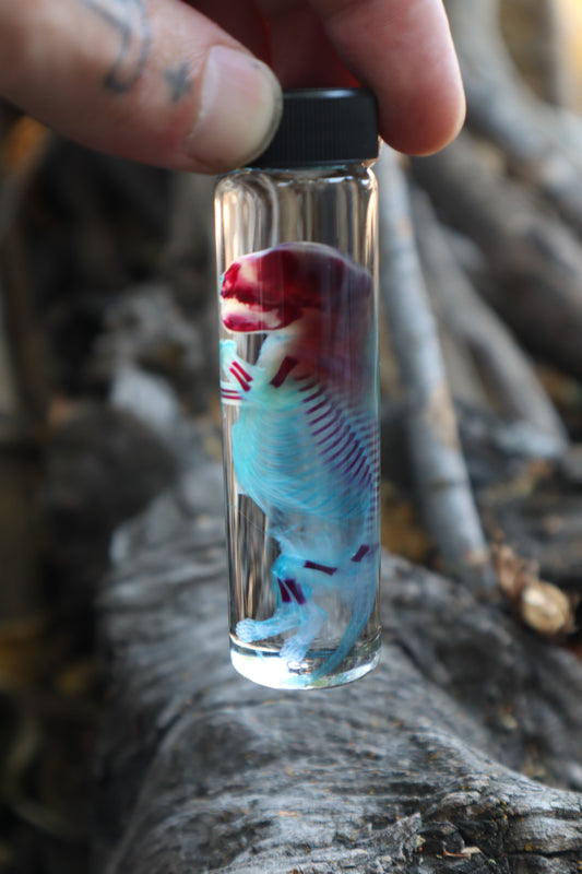 Diaphonized Fetal Skunk