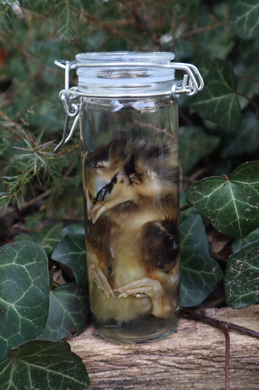 Wet Specimen Chick