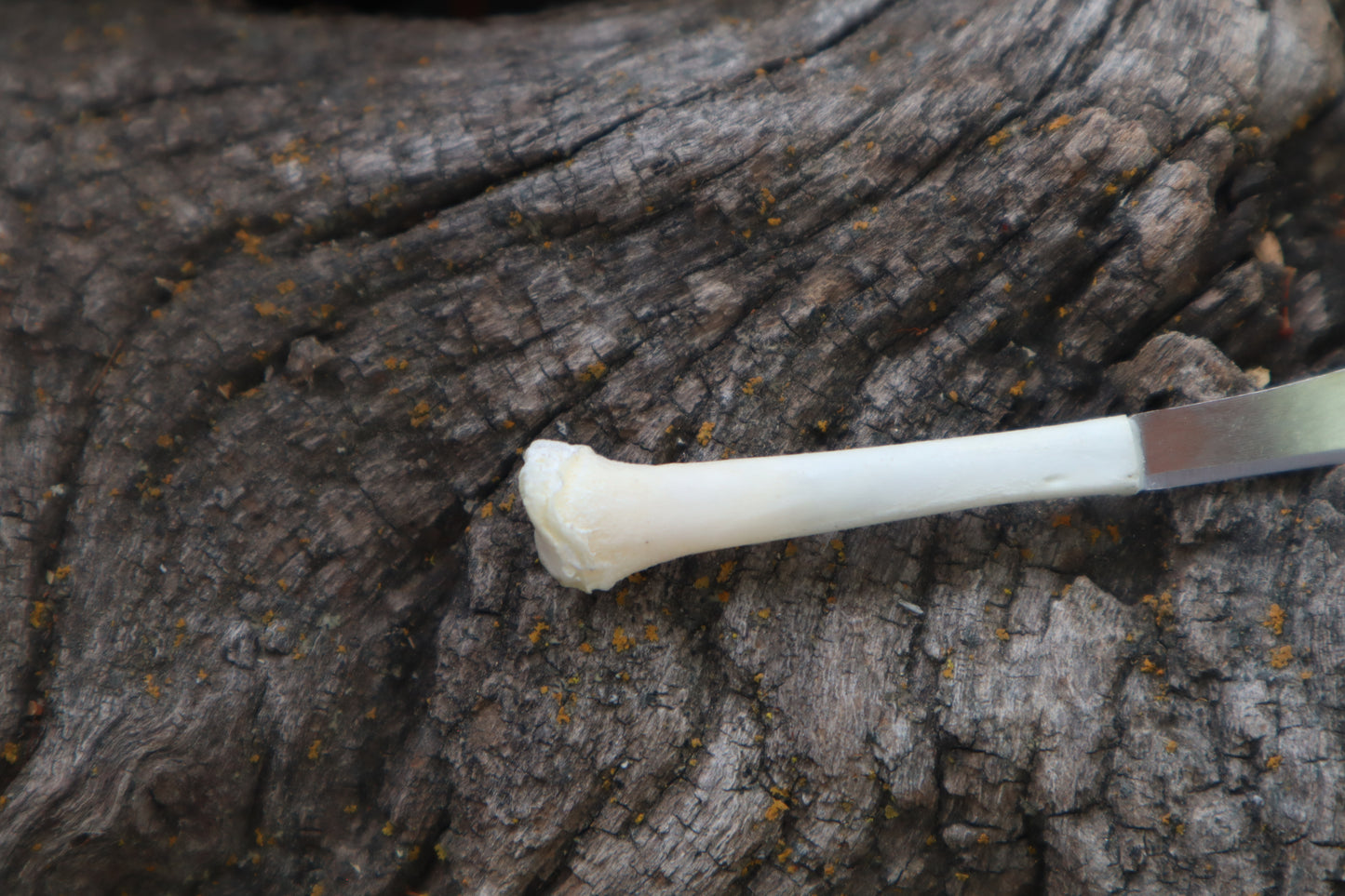 Kitten Tibia Knife