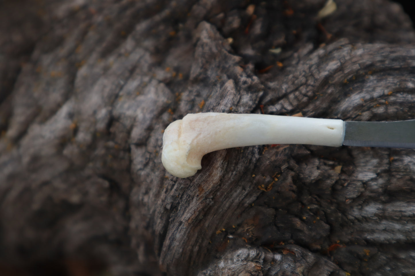 Kitten Humerus Knife