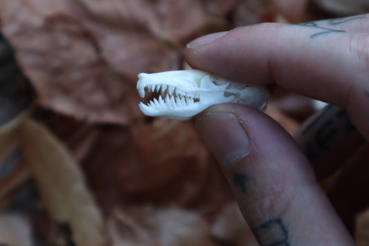 Eastern Mole Skull