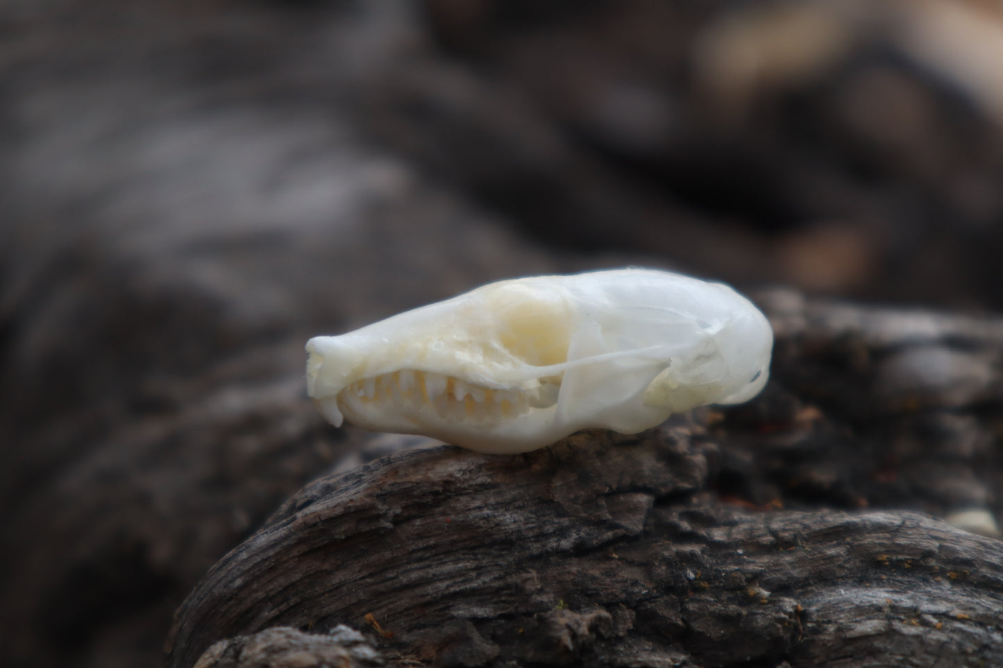 Eastern Mole Skull