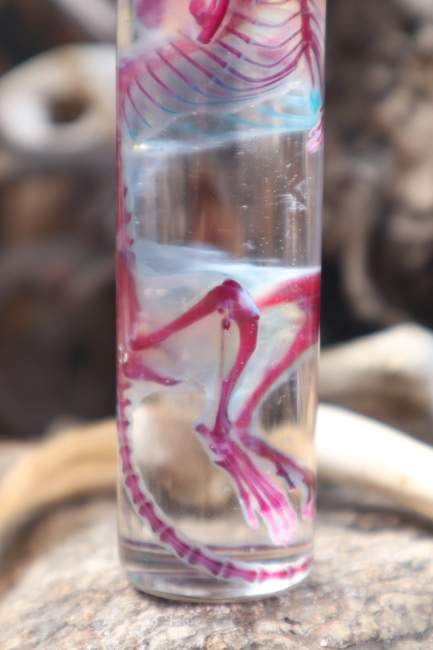 Diaphonized Juvenile Rat with Ears