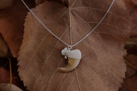Reserved For Erin - Bobcat Claw Necklace
