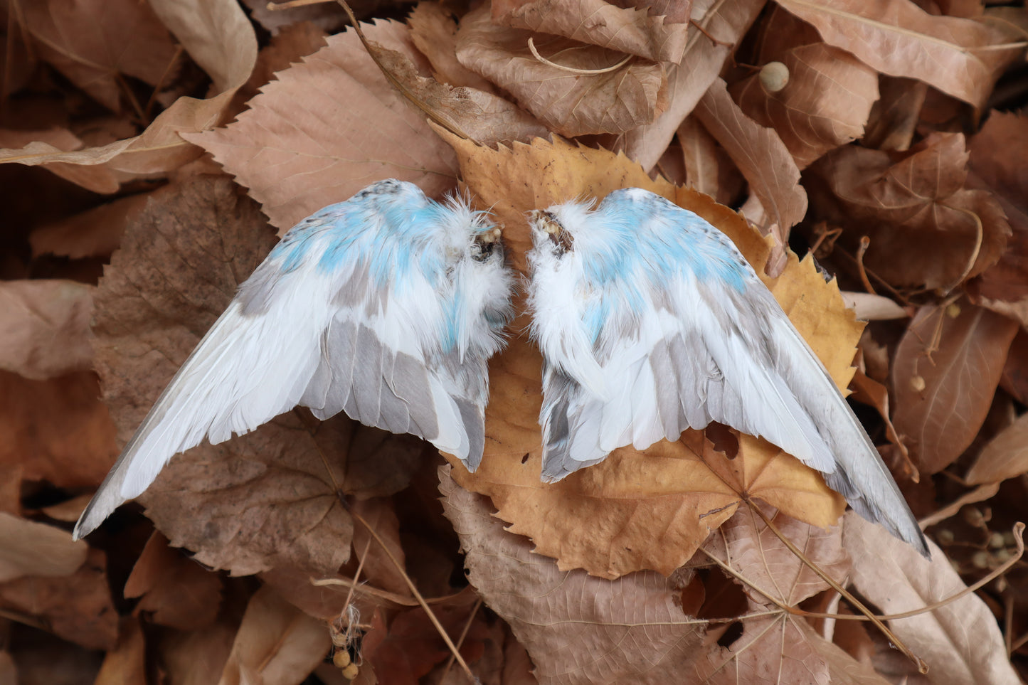 Dry Preserved Parakeet Wings
