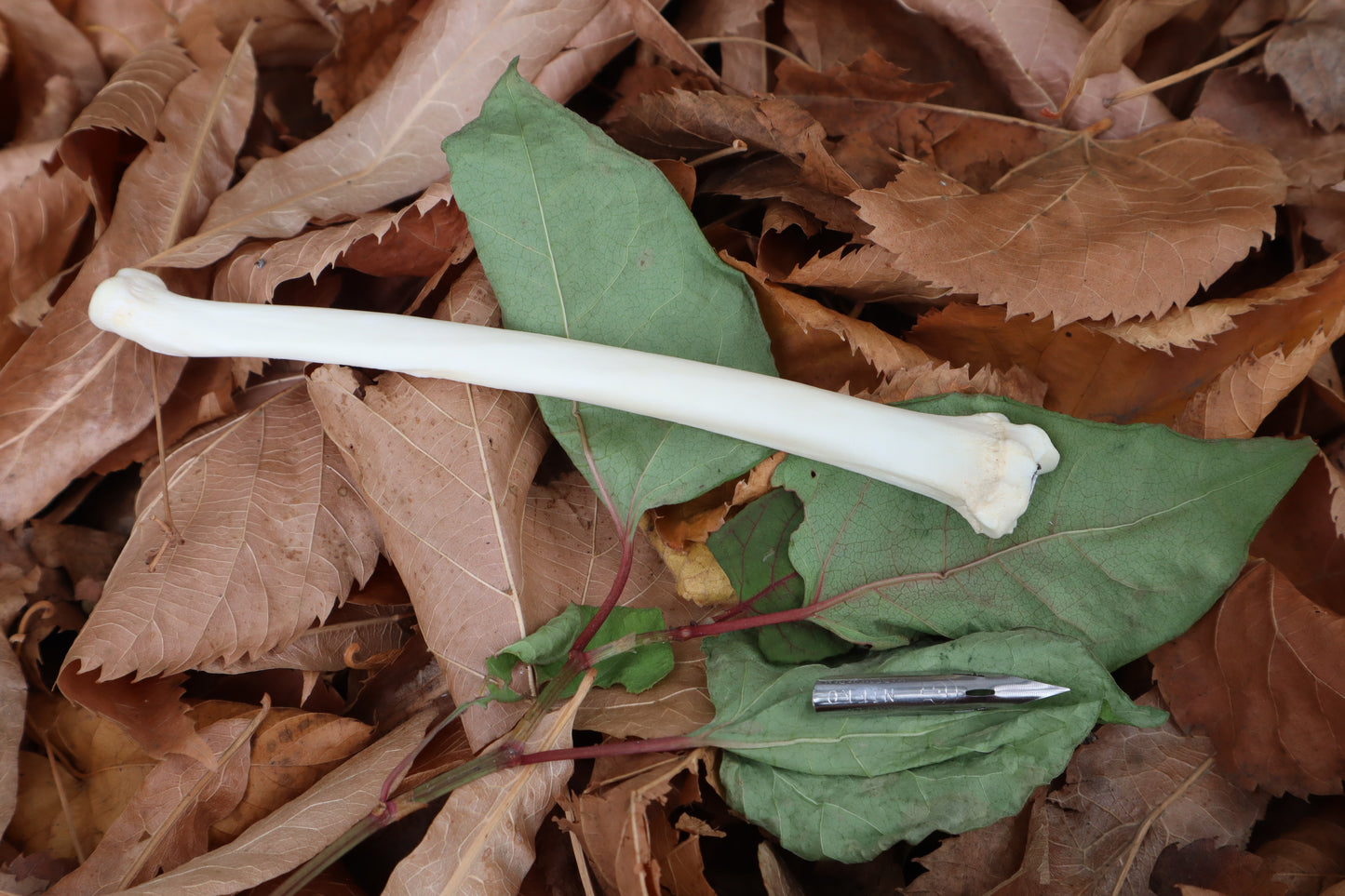 Bobcat Bone Calligraphy Pen