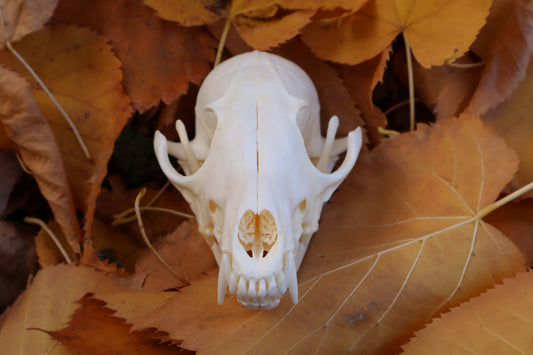 Reserved for Mary - Red Fox Skull