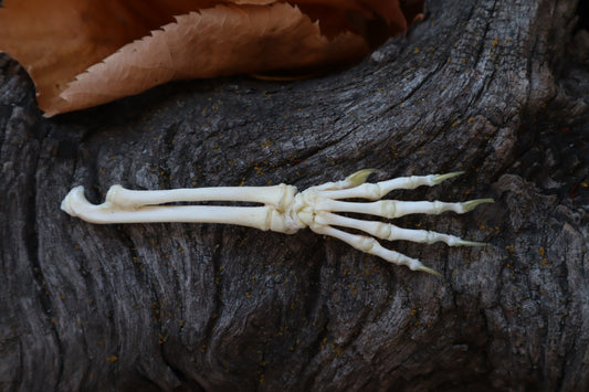 Kitten Arm Articulation