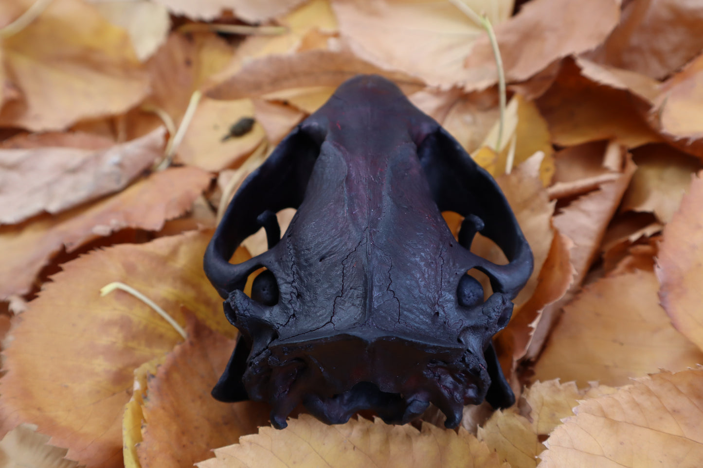 Abyssal Beaver Skull