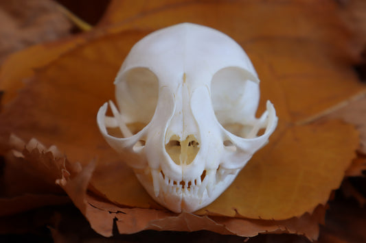 Kitten Skull