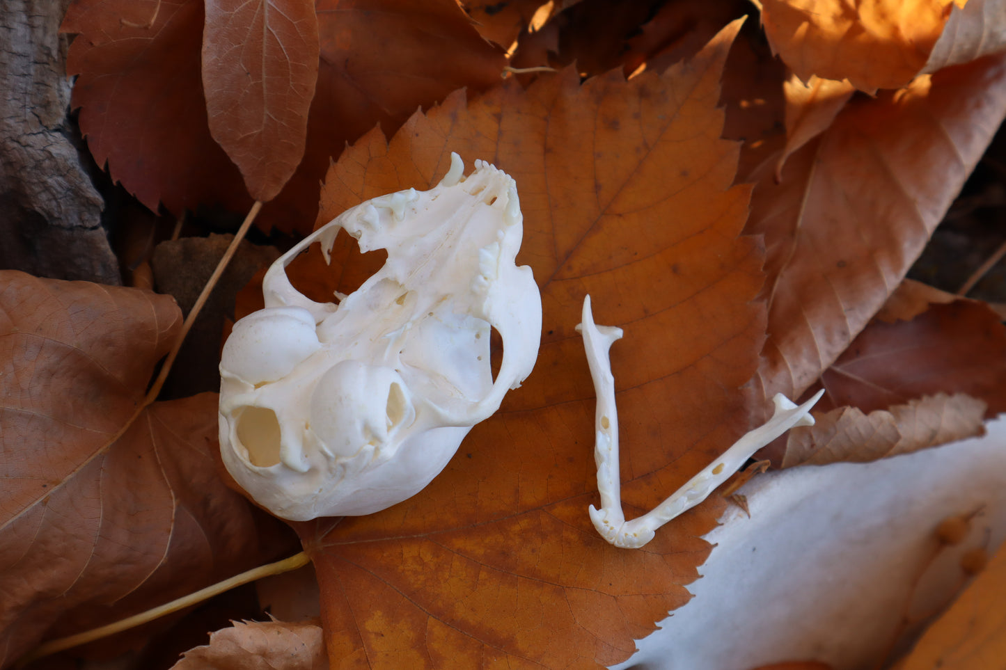 Kitten Skull