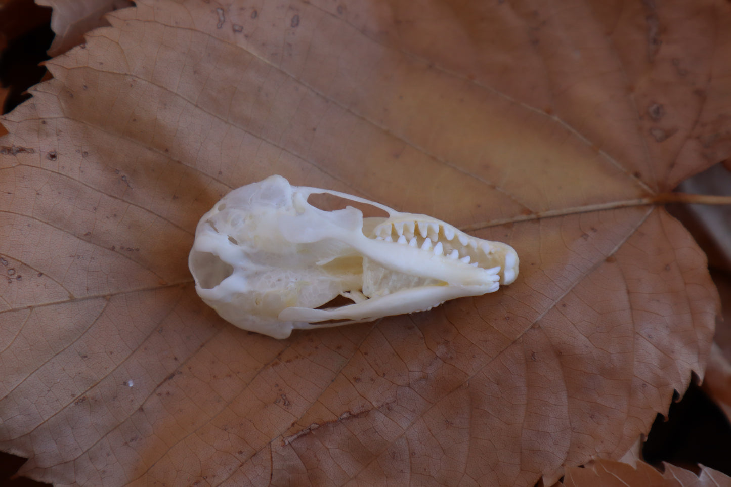 Eastern Mole Skull
