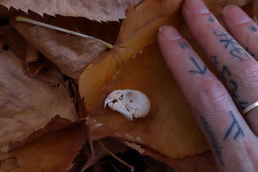 Craft Parakeet Skull