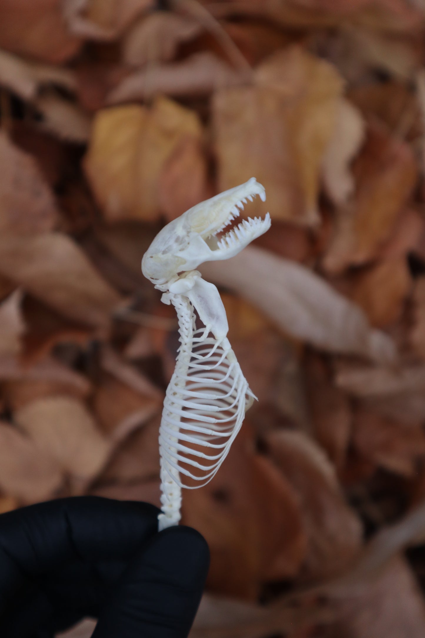 Mole Skull and Articulated Spinal Column