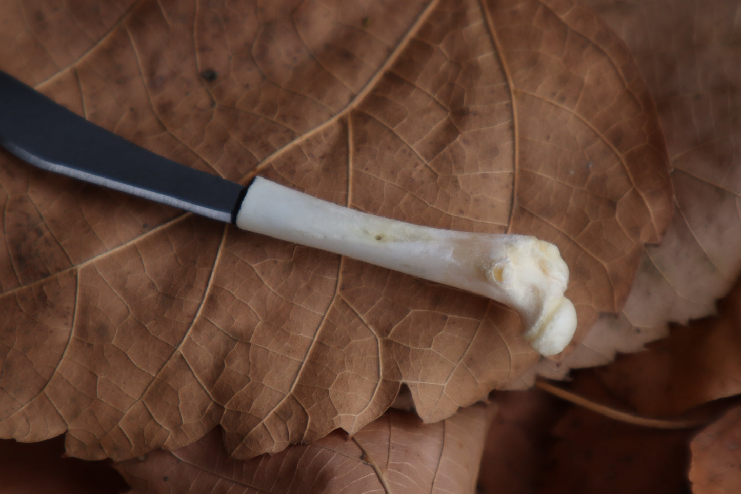 Kitten Femur Knife