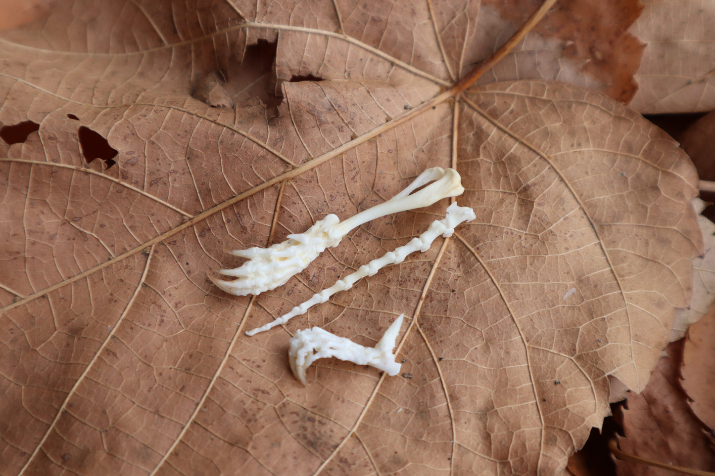 Small Mole Articulations