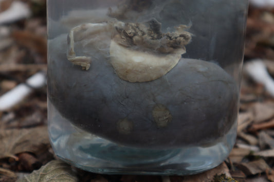 Wolf Kidneys Wet Specimen