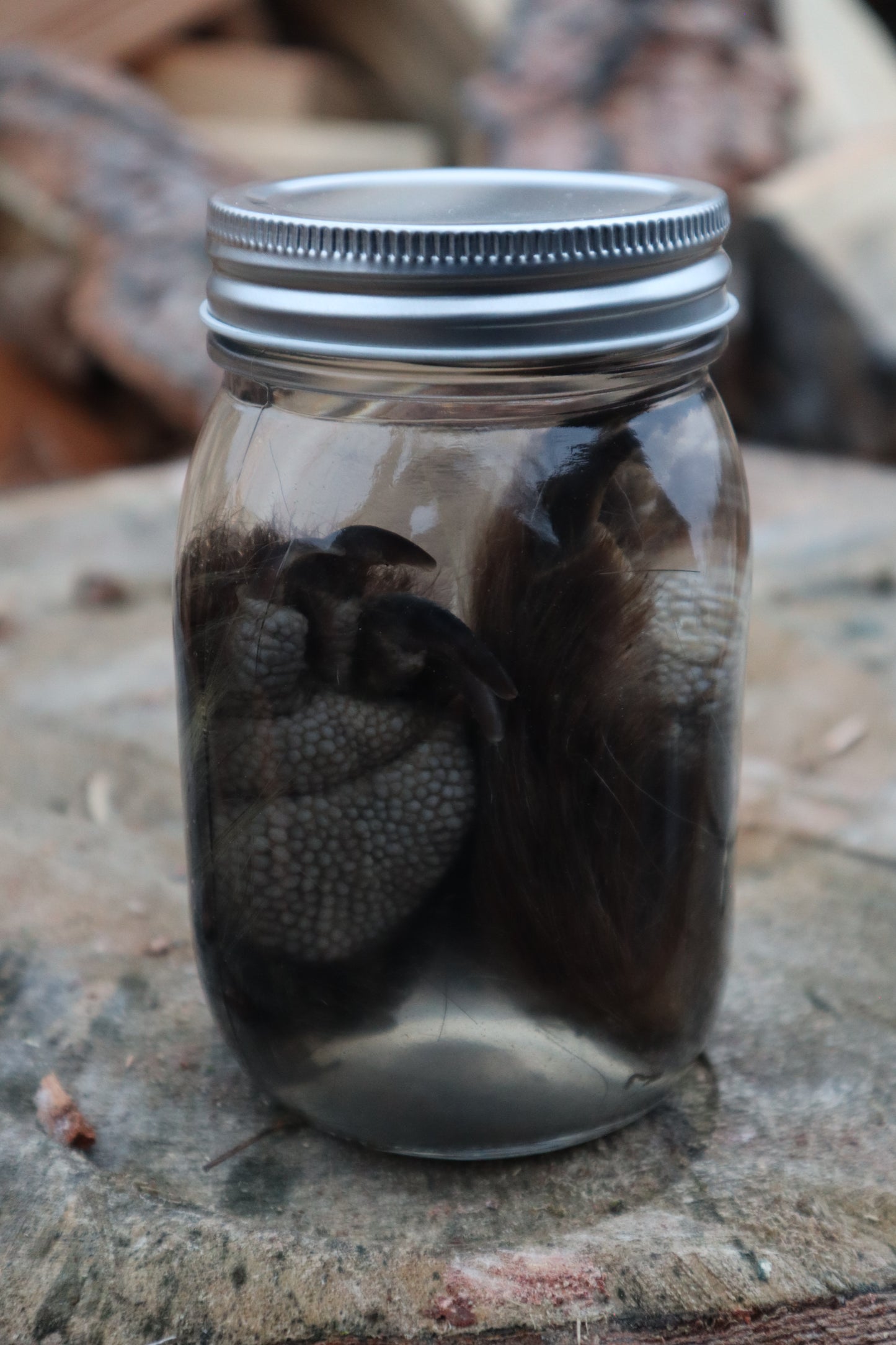 Porcupine Paws Wet Specimen
