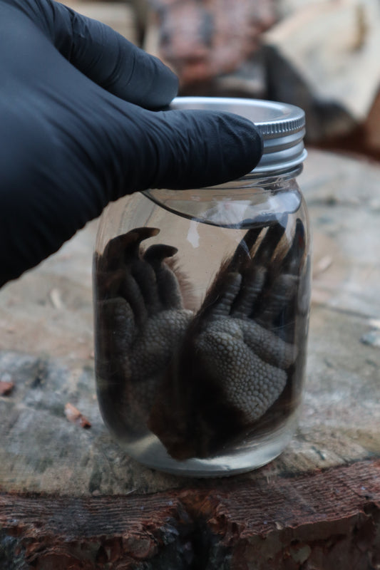 Porcupine Paws Wet Specimen