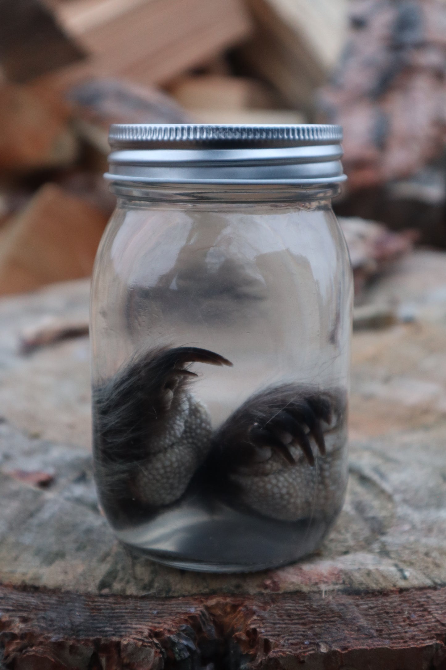 Juvenile Porcupine Paws Wet Specimen