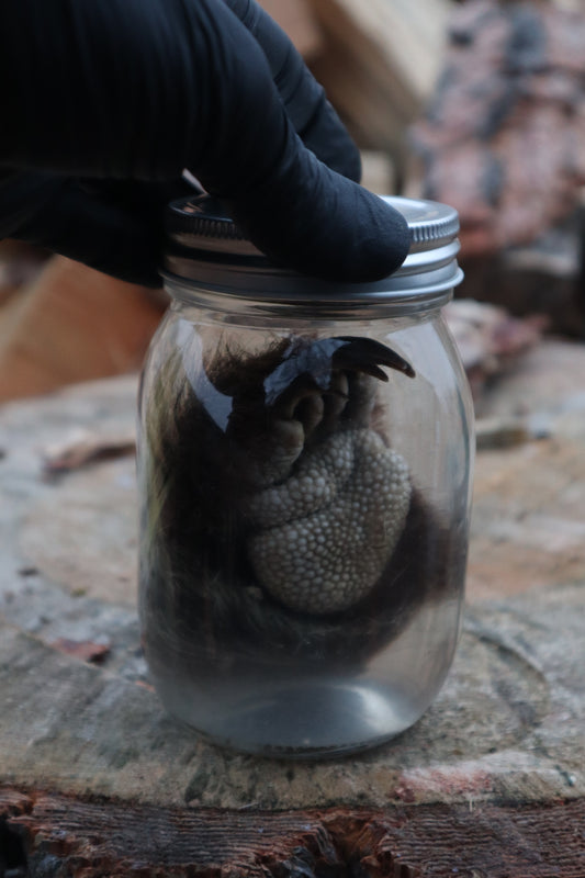 Porcupine Paw Wet Specimen