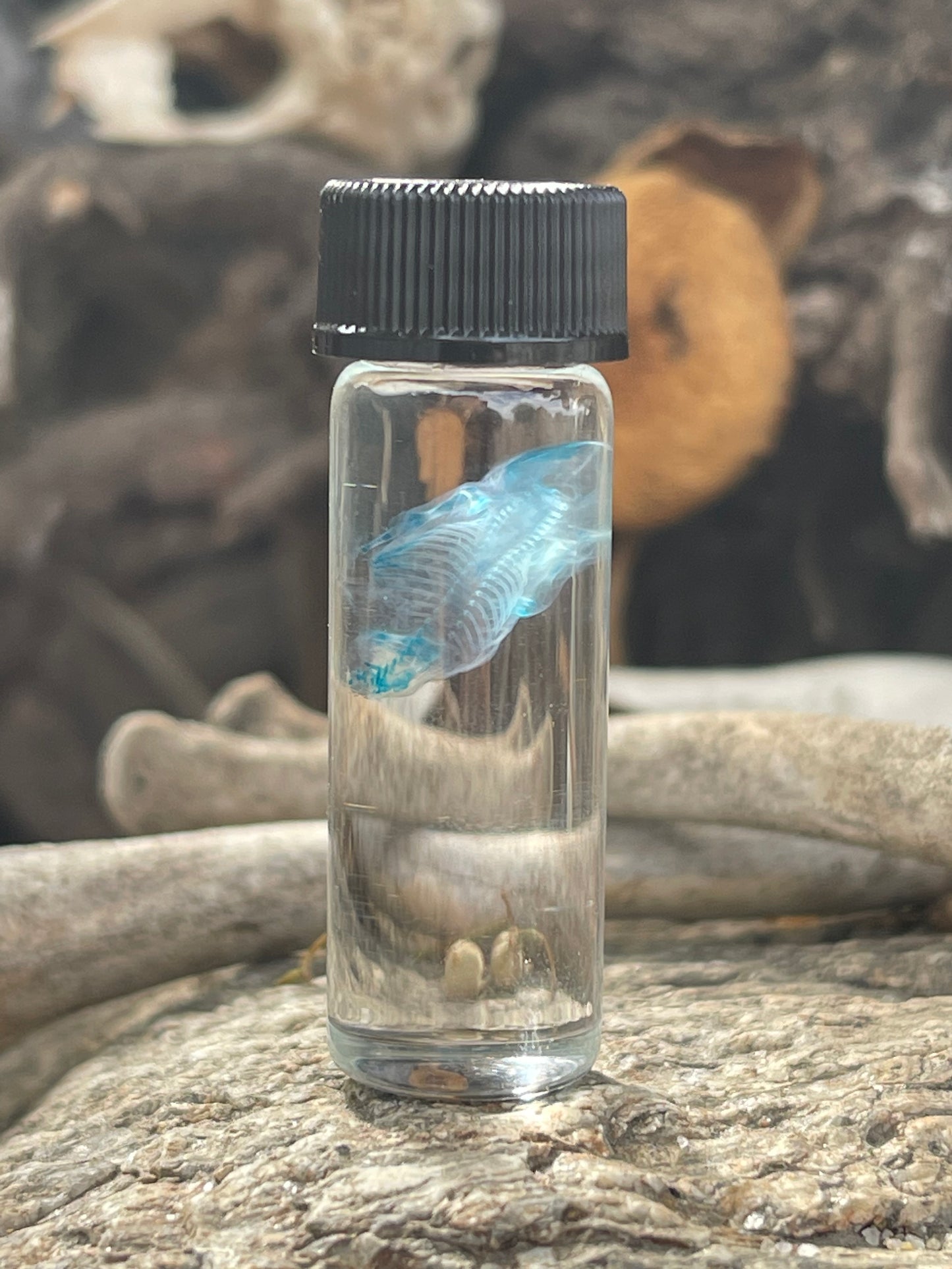 Diaphonized Fetal Mouse