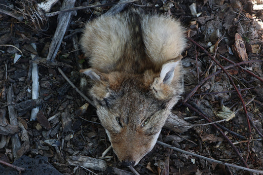 Reserved for Shayne - Soft Tanned Craft Coyote Face