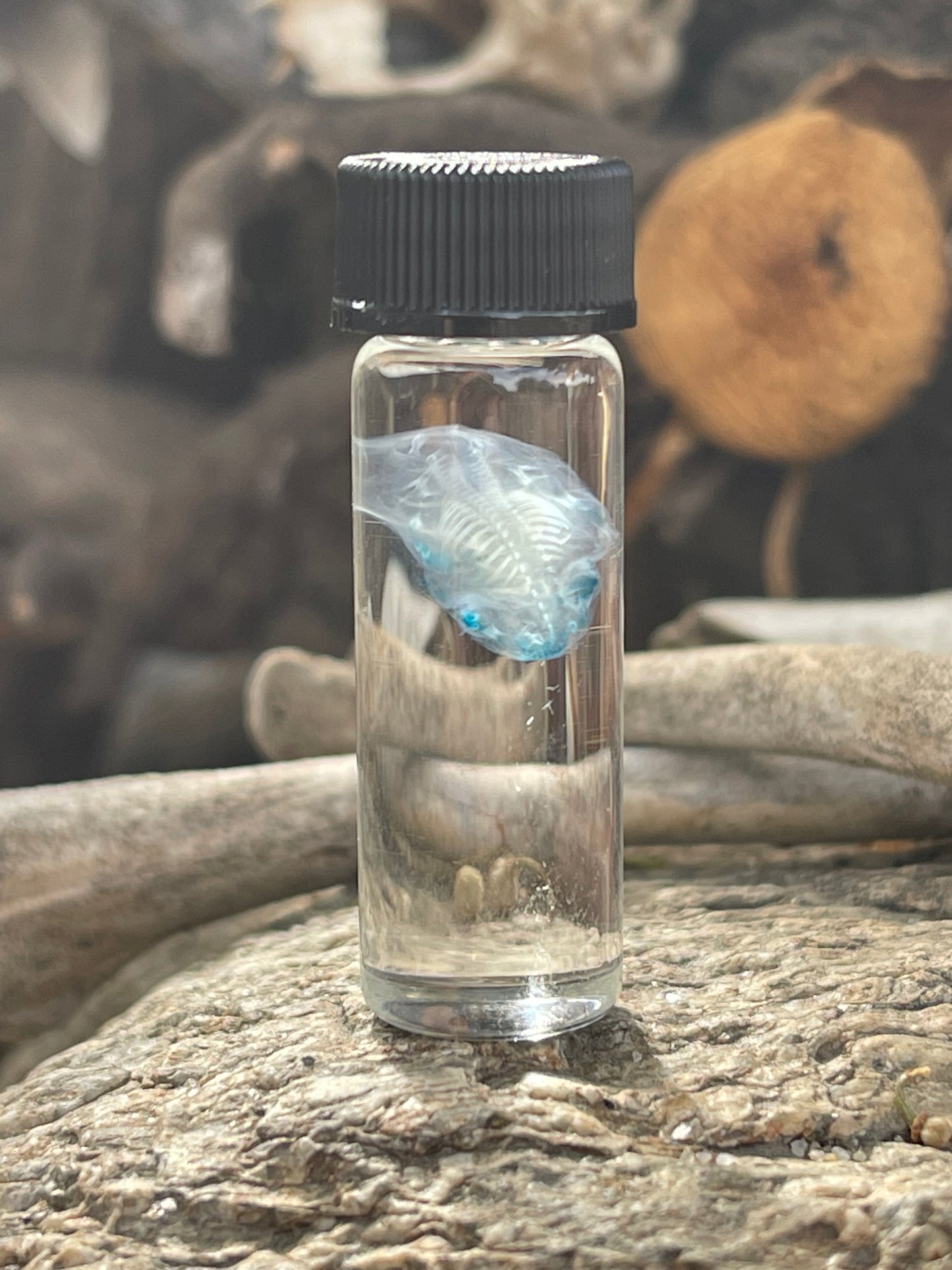 Diaphonized Fetal Mouse
