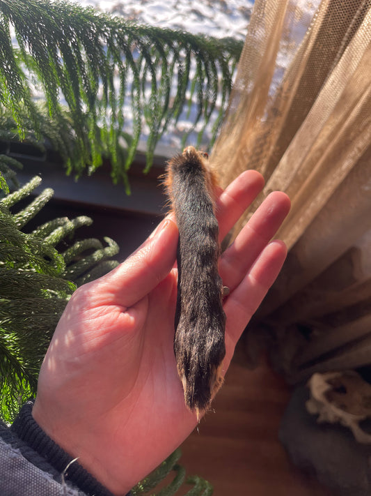 Reserved for Zia - Dry Preserved Red Fox Arm