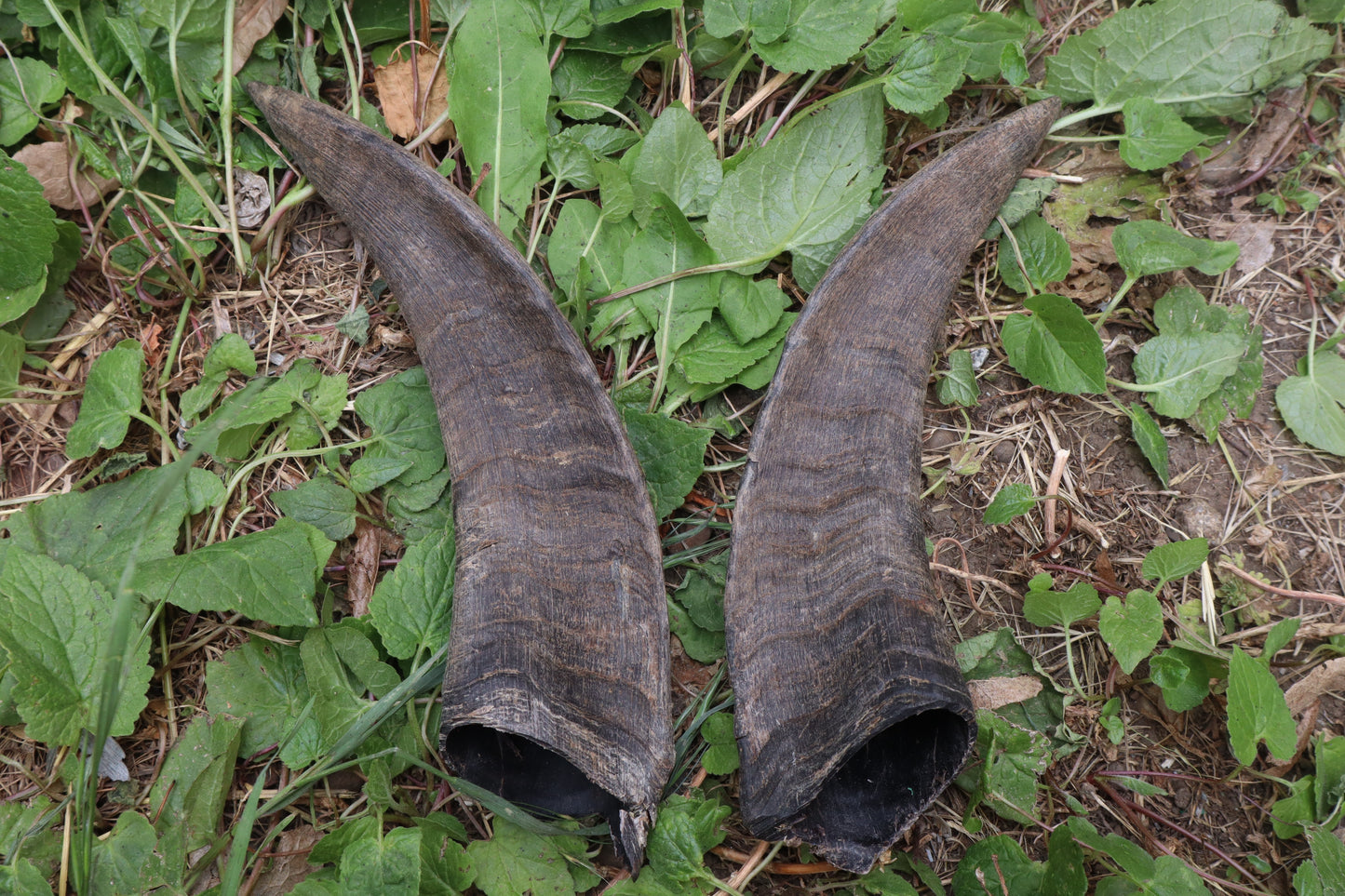 Reserved for Sammy - Goat Horns - Pair