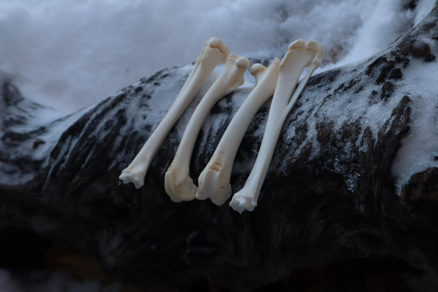 Rabbit Bone Lot