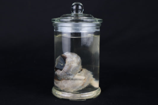 Wet Specimen Bison Eyeballs