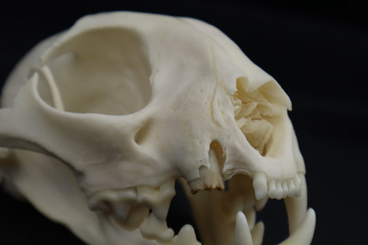 Pathological Bobcat Skull