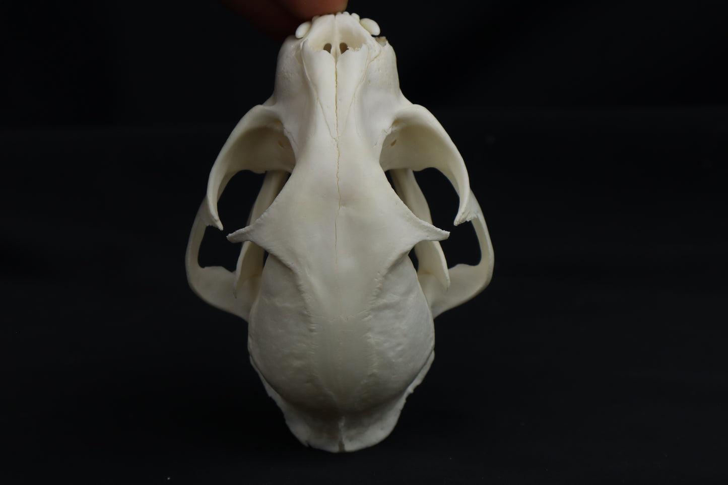 Pathological Bobcat Skull