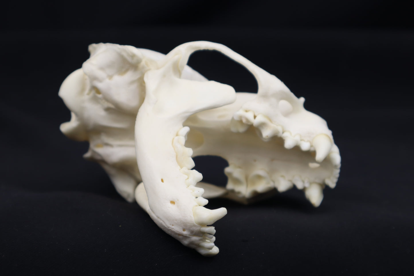 River Otter Skull